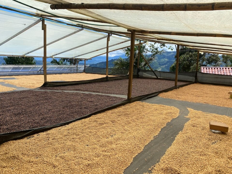 Pacamara Coffee - Monte Blanco Nitelikli Kahve